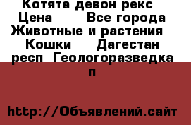 Котята девон рекс › Цена ­ 1 - Все города Животные и растения » Кошки   . Дагестан респ.,Геологоразведка п.